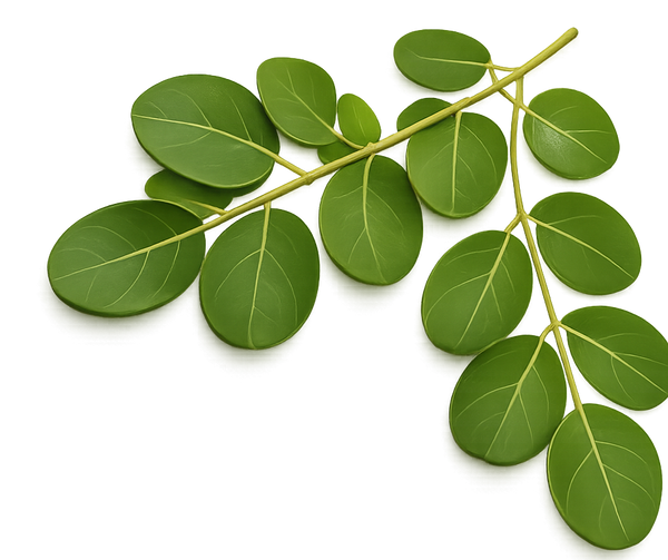 Moringa lifestyle
